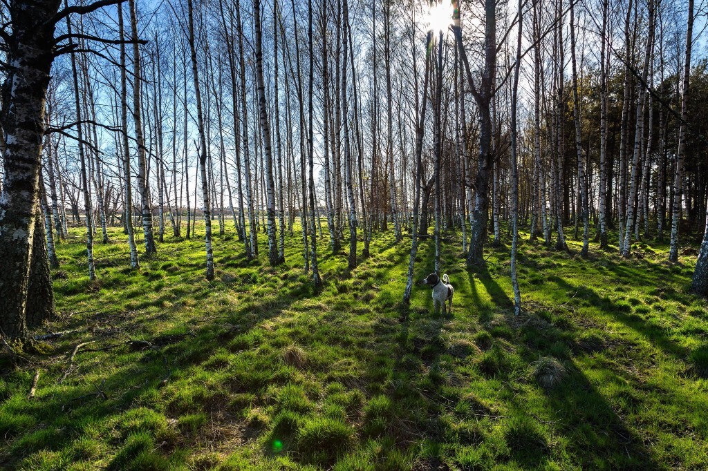 九游娱乐首页-瑞典奥地利，实力悬殊等待一触即发