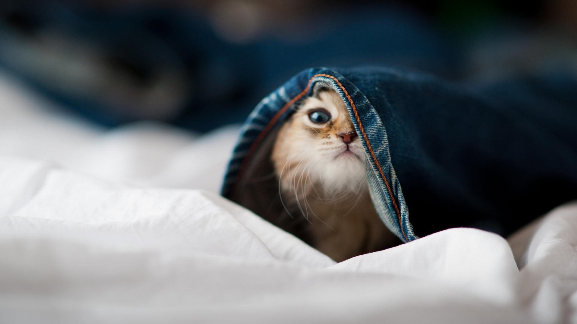 九游娱乐网站-绿茵场上的地缘博弈，当李刚仁在焦点战中证明自己