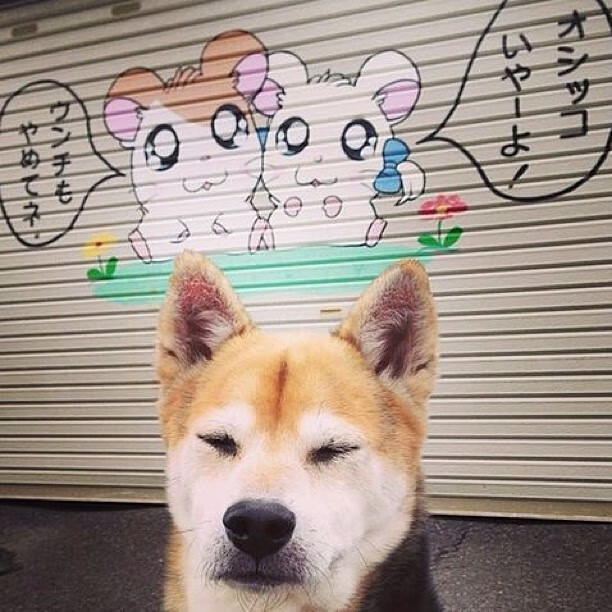 九游娱乐官方网站-武切维奇内线统治力尽显,上海队闪电战击溃步行者