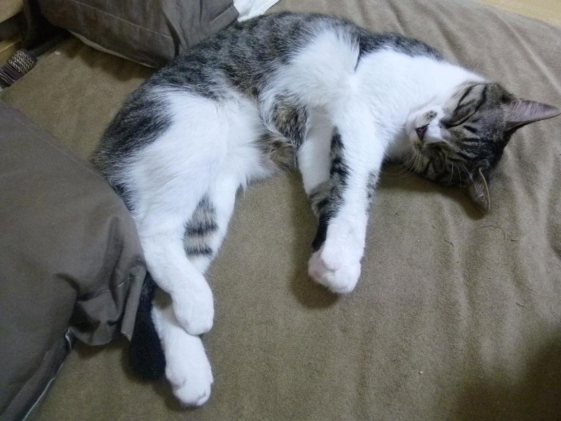 九游体育APP下载-莱万破冰，塞内加尔逆转，世界杯小组赛的战术博弈与精神胜利