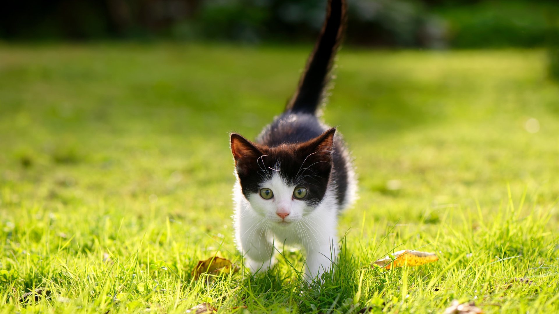 九游官网-魔术与侠客，当东方加时的韧劲，遇见西方关键的锋芒