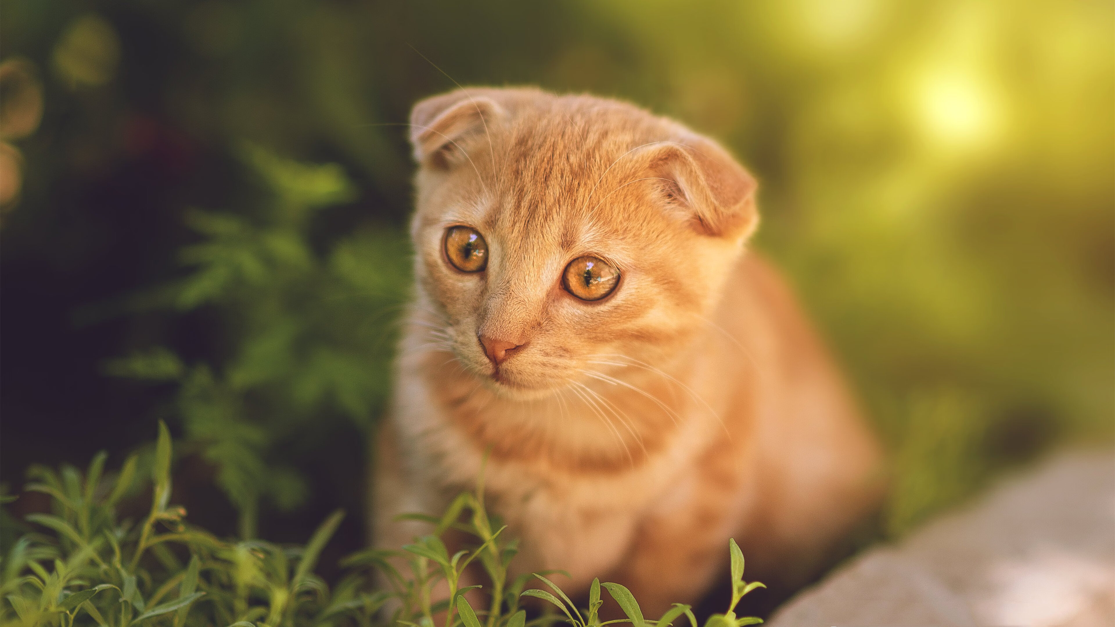 九游娱乐网页-球场代码，赛道狂飙，当德罗赞在F1终局接管一切