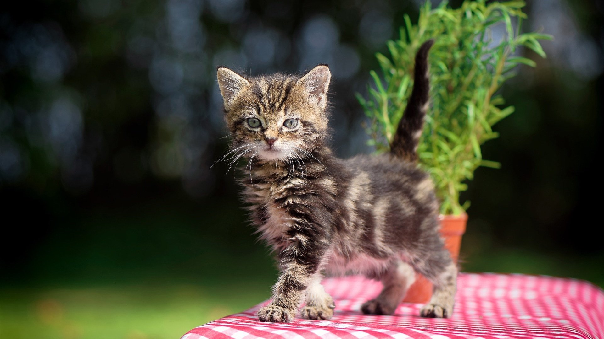 九游游戏-团队胜利与英雄时刻,哥斯达黎加末节惊魂带走玻利维亚,梅西闪耀成为全场焦点
