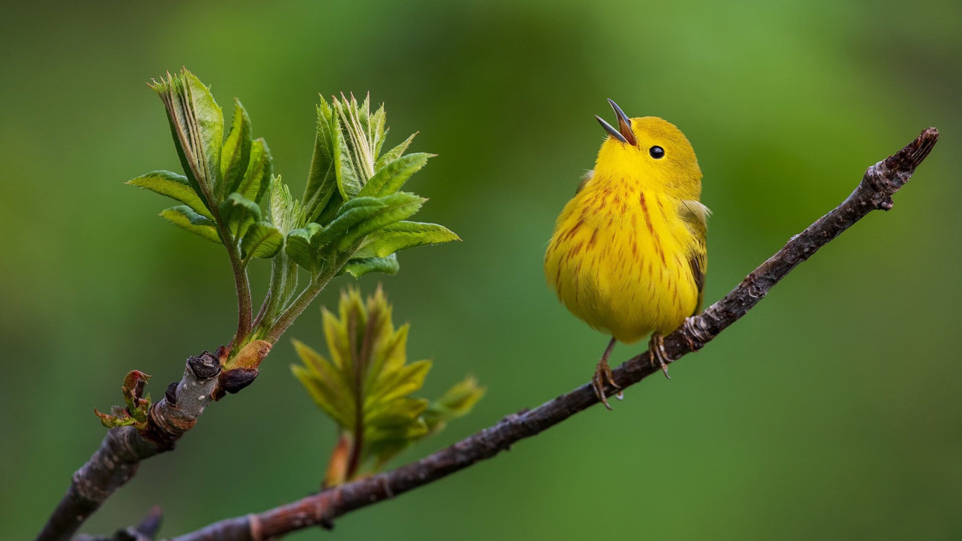 九游娱乐网站-引擎咆哮撕破夜空，F1街道赛之夜的完美乐章